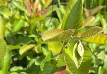 Daun Jambu Biji sebagai Obat Tradisional