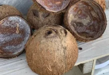 Manfaat Tempurung Kelapa bagi Kehidupan