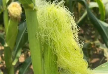 Rambut Jagung Kerap Diabaikan tetapi Punya Potensi Manfaat Kesehatan