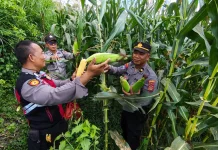 Polsek Gianyar Dukung Swasembada Pangan Melalui Panen Jagung di Subak Jro Kuta