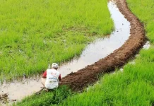 ketika Sawah Berubah Menjadi Bangunan, Apa yang Hilang?
