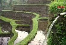 Petani Modern atau Menjual Sawah? Pilihan di tengah Perubahan Zaman