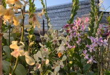 Dari Hobi Menjadi Berkah, Kiat Sukses Rasmini Mengembangkan Megumi Garden Orchid