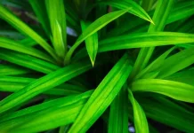Daun Pandan: Lebih dari Sekadar Pengharum Masakan, Inilah Rahasia Kesehatannya