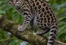 Kucing Spesies Baru Resmi Teridentifikasi di Hutan Bolivia