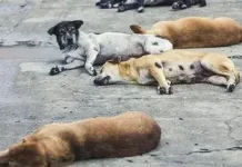 Pemprov Bali Dorong Kolaborasi Percepat Penanggulangan Rabies