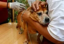Pemprov Bali Targetkan Bebas Rabies 2030