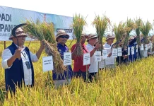 Gianyar Intip Modernisasi Padi 100 Hektar di Jembrana