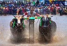 Karapan Sapi, Tradisi Balap Sapi Khas Masyarakat Madura