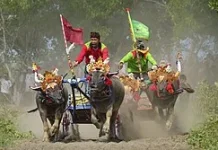 Makepung, Tradisi Balap Kerbau Khas Jembrana Bali