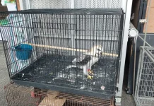 Warga Badung Sukarela Serahkan Elang Tikus ke BKSDA Bali