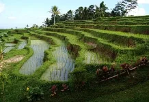 Subak, Sistem Irigasi Tradisional Bali Penuh Nilai Budaya