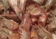 Tinggi Astaxanthin, Kepala Udang ternyata Bisa Jadi Suplemen Mahal