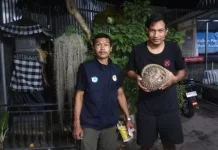 BKSDA Bali Evakuasi Trenggiling di Area Kuburan Renon
