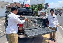 BKSDA Bali Evakuasi Beruk Peliharaan Warga Denpasar