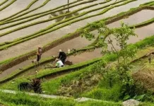 Dorong Pertanian Modern di Bali, Teknologi Harus Adaptif terhadap Karakter Subak