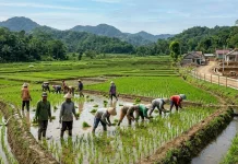 Cegah Alih Fungsi Lahan Pertanian, Perlindungan Lahan Kunci Ketahanan Pangan