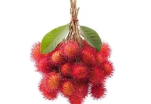 Buah yang Wujudnya Mirip Makhluk Dasar Laut ini ternyata Punya Potensi Luar Biasa