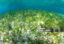 Padang Lamun, Ekosistem Tersembunyi di Bawah Cantiknya Pantai Bali