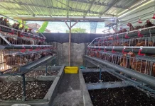 Pelindo Lanjutkan Program WISE di Ring 1 Pelabuhan Benoa