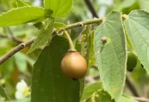 Manfaat Utama Buah Kersen untuk Kesehatan