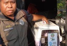 BKSDA Bali Lepasliarkan 1 Ekor Trenggiling di Hutan Pura Besi Kalung Tabanan