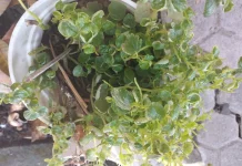 Sehat Alami dengan Herbal Sirih Cina
