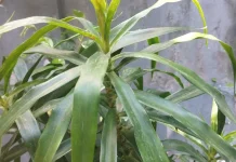 Daun Suji Pewarna Alami yang Aman dikonsumsi