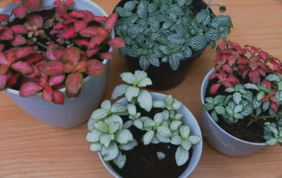 Tanaman Fittonia yang Menjadi Primadona Terarium Modern