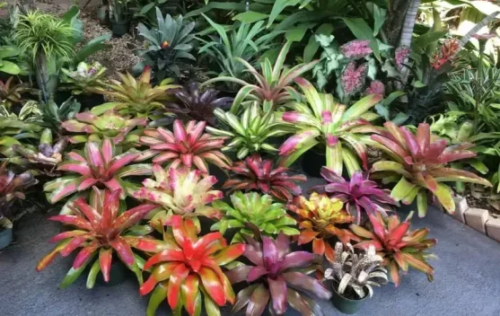 Mengenal Jenis-Jenis Bromelia, Si "Eksotis" yang Tangguh