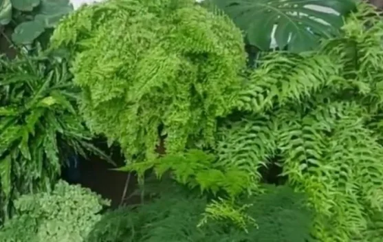 Tanaman Pakis, Keanggunan Klasik yang Membawa Suasana Hutan