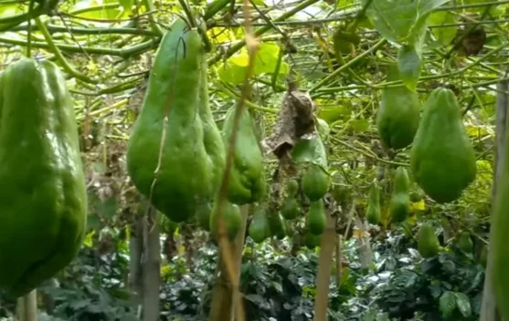 Labu Siam, Si Hijau Sederhana yang Menyimpan Banyak Manfaat - RRI.co.id