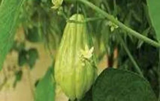 Murah dan Sehatnya Selai Labu Siam Pandan