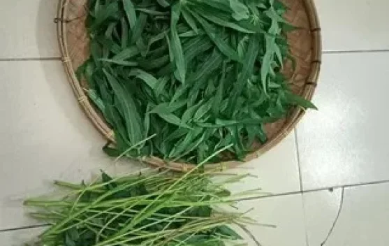 Tip Daun Singkong Tetap hijau Empuk