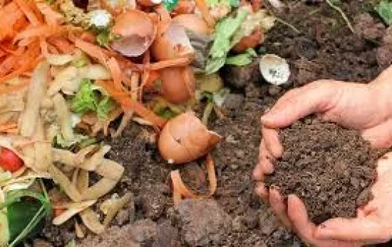 Sulap Sampah Dapur dan Kebun: Dari pada Dibuang Mending Dijadikan "Mulsa"