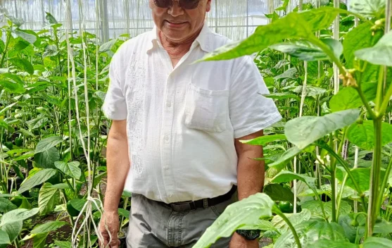Paprika dengan Hidroponik Menguntungkan