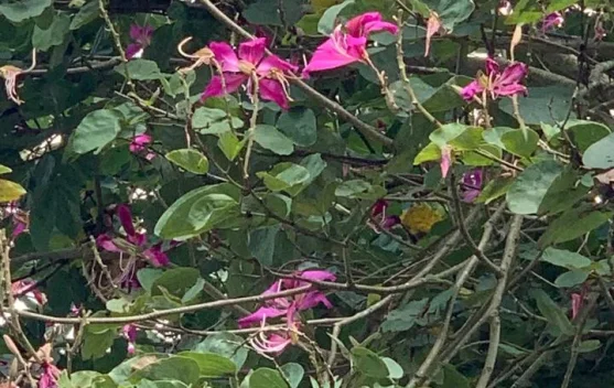 Daun Kupu-Kupu, Pohon Cantik dengan Daun Unik yang Menyejukkan Pandangan