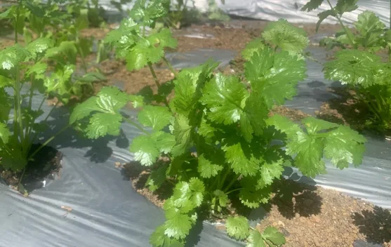 Dari Dapur ke Meja Rias, Menilik Ragam Manfaat Seledri untuk Kecantikan