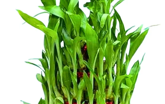 Dracaena Sanderiana, Bambu Rejeki yang Membawa Harmoni dan Keberuntungan