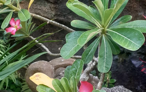 Kamboja Jepang, Si Bonsai Cantik yang Bukan Berasal dari Negeri Sakura