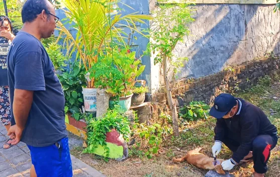 Teror Anjing Rabies di Jembrana: Dua Balita Terluka