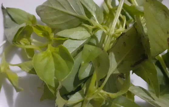 Daun Kemangi, Bukan Sekadar Lalapan, Ini Super-Herb Penangkis Stres dan Infeksi