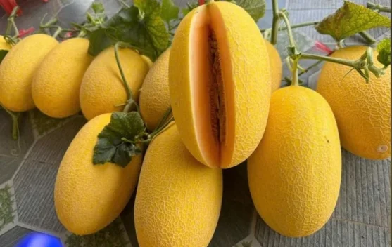 Jaga Penglihatan Tetap Tajam, Ini Kandungan Buah Melon yang Ampuh Lindungi Mata