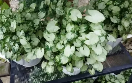 Pesona Mini yang Menggemaskan, Mengenal Syngonium Liliput, Si Kerdil nan Eksotis