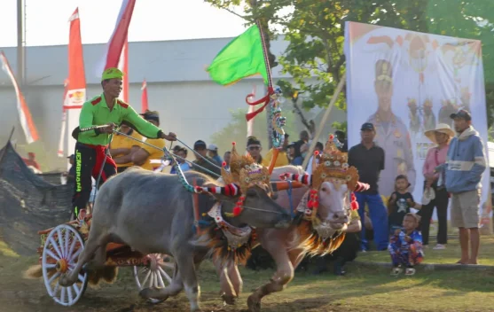 Ratusan Kerbau Beradu Cepat di Sirkuit All in One Jembrana