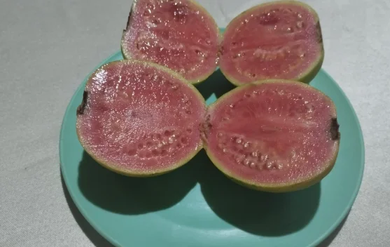 Jambu Merah Biji,Buah Biasa yang Nutrisinya Luar Biasa