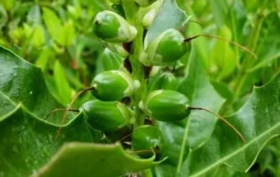 Mengenal Jeruju, Buah Mangrove yang Menyimpan Rahasia Antikanker Alami
