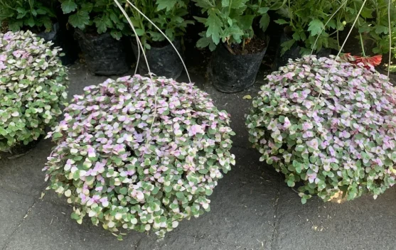 Mengenal Kribo Pink, Tanaman Hias Mungil Cantik yang Mencuri Perhatian