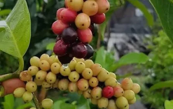 Buah Buni, "Anggur Mini" Nusantara yang Kaya Antioksidan Kini Kian Langka