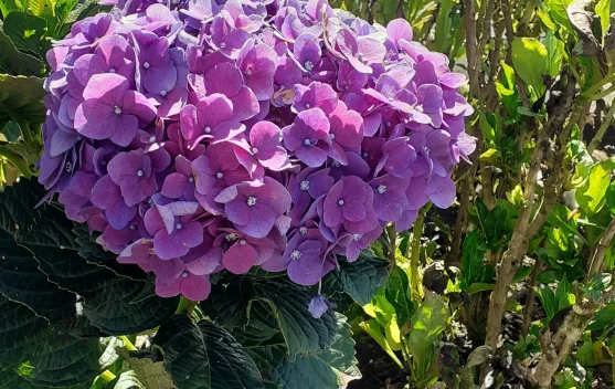 Pesona Hidrangea, Si  Bunga Pecah Seribu yang Bisa Berubah Warna